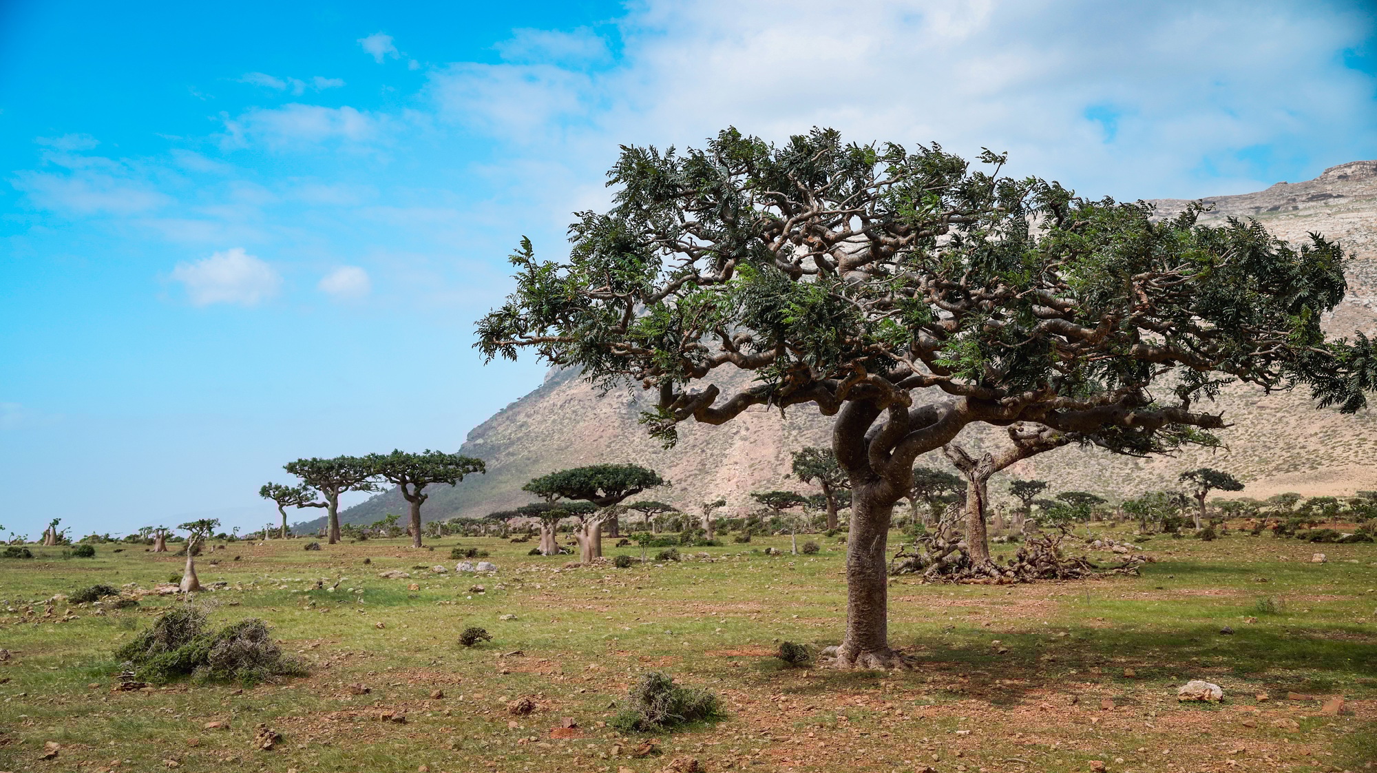 île Socotra