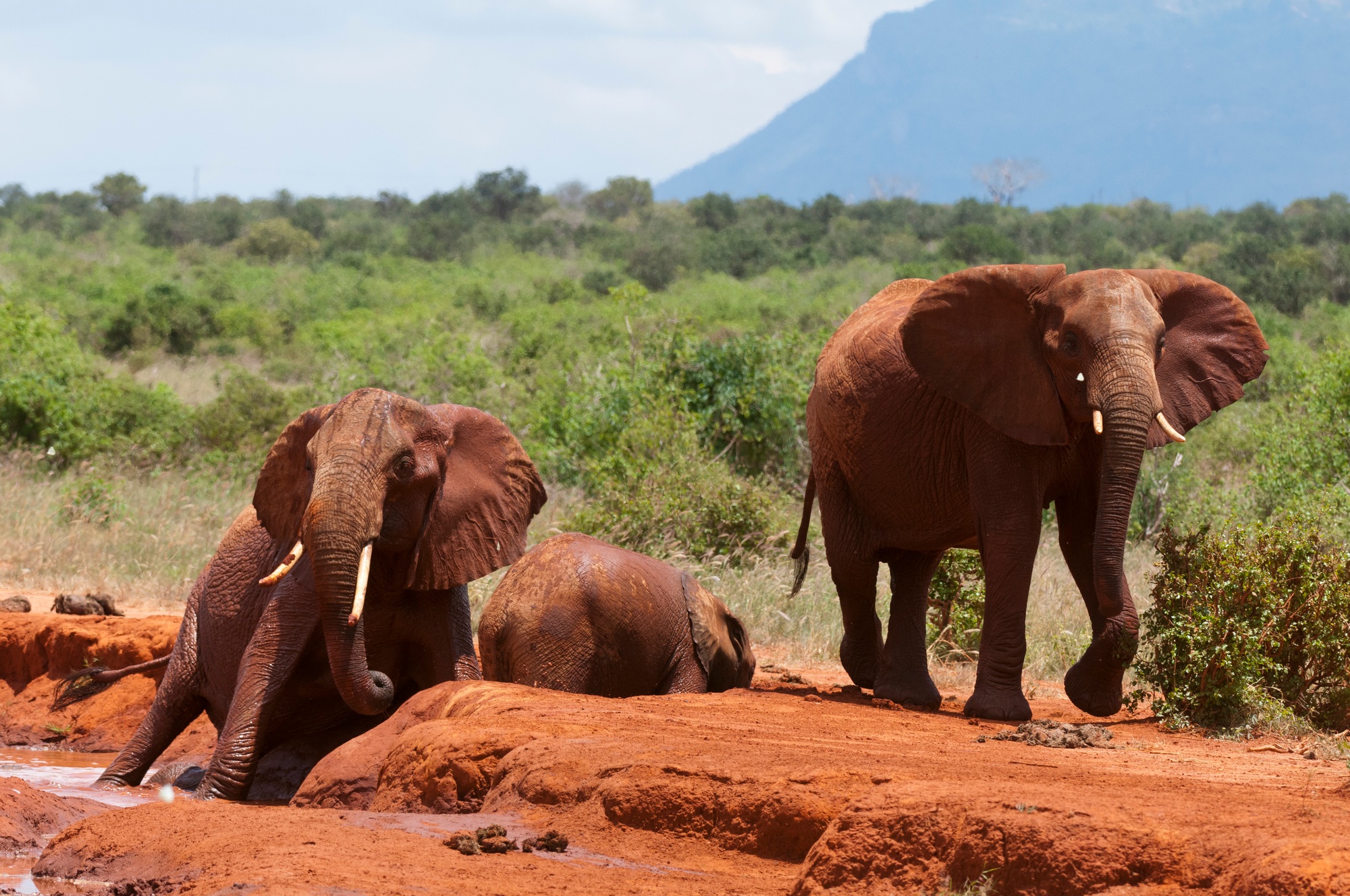 safari inoubliable