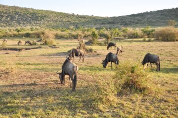 migration des gnous