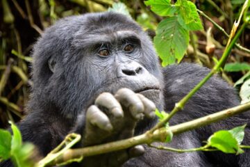 gorilles de montagne en Ouganda
